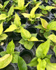 Anthurium Hookeri Variegata plant in a pot