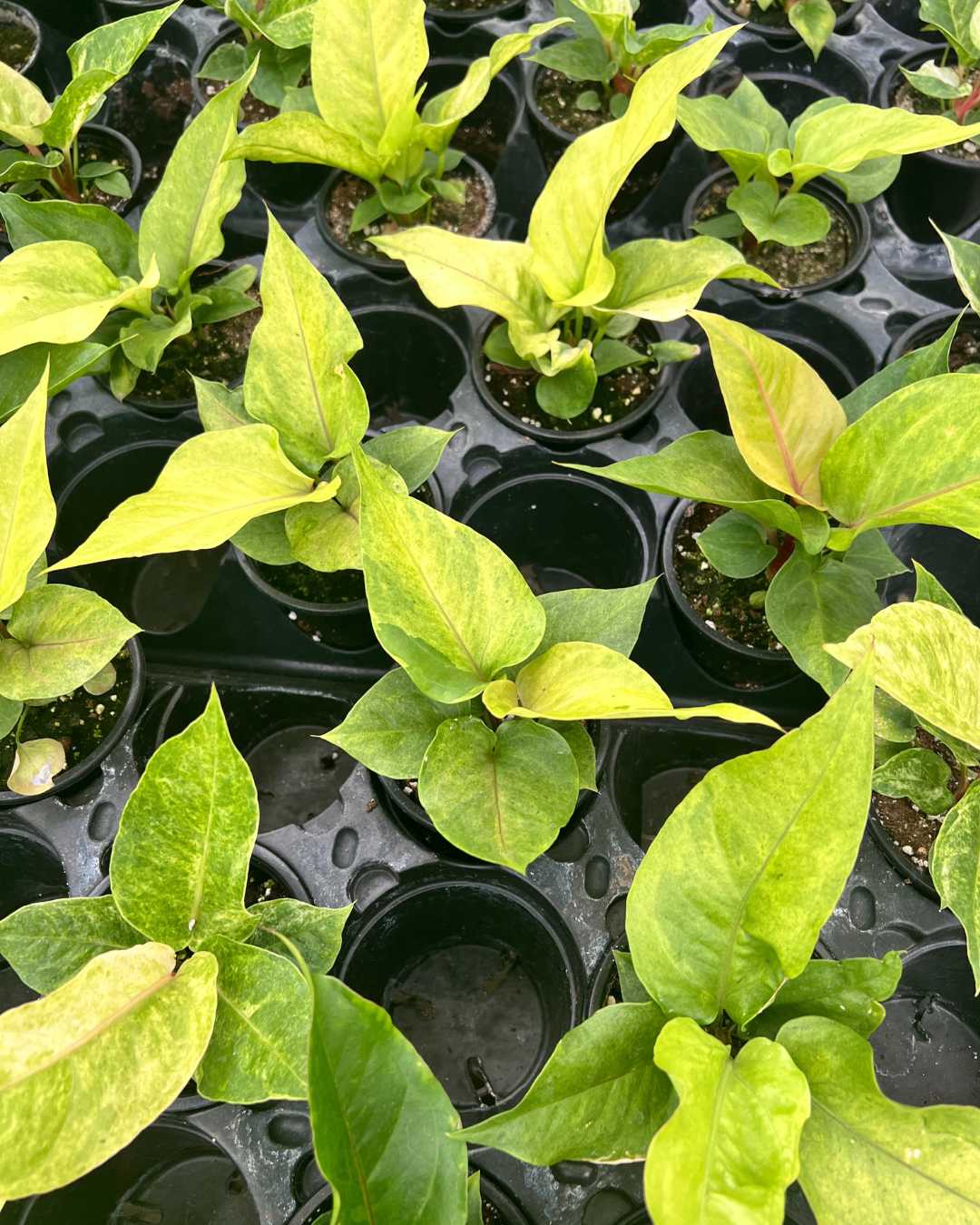 Anthurium Hookeri Variegata plant in a pot