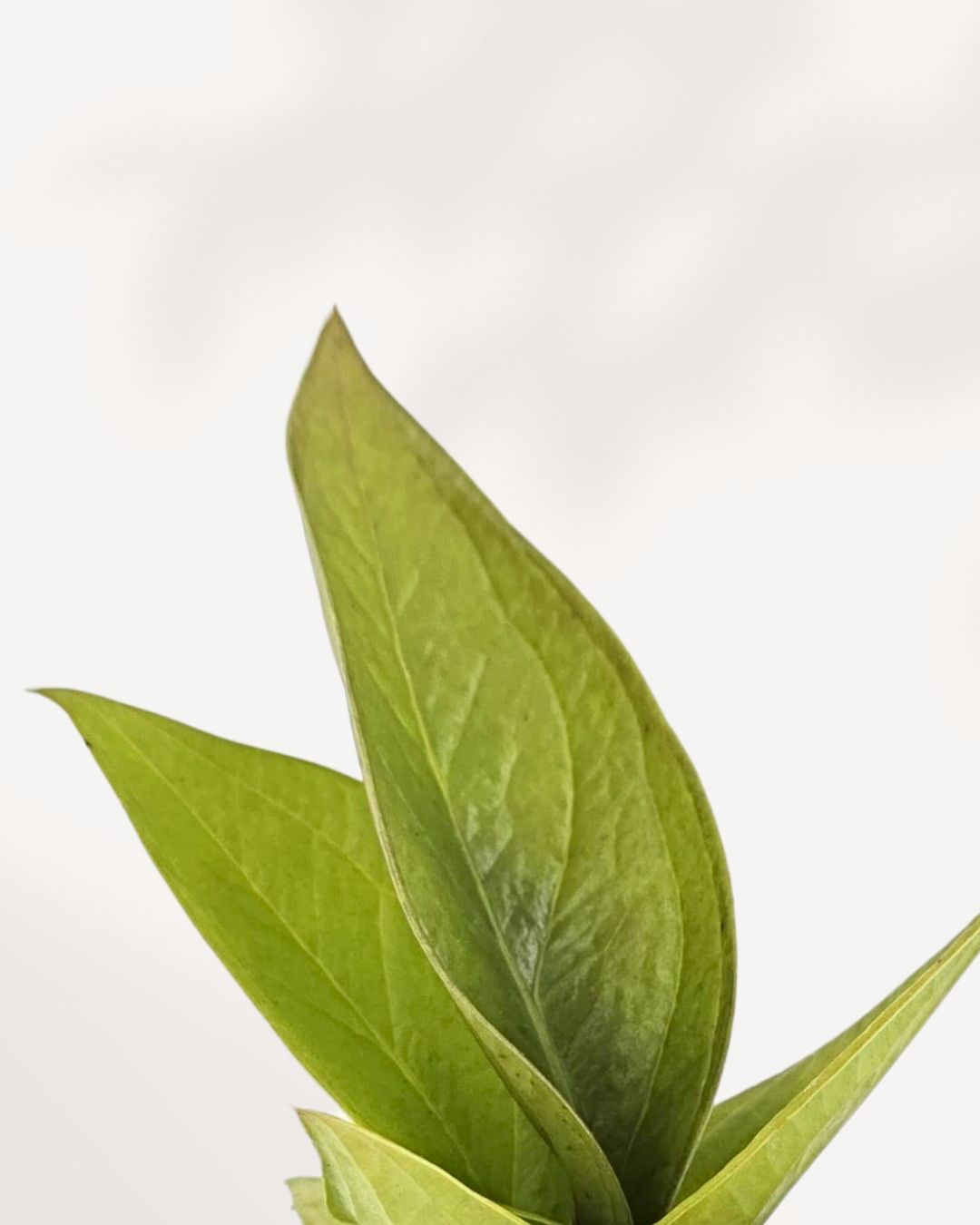 Close-up of a vibrant Anthurium Jenmanii Gold plant with new golden-tinged foliage.