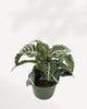 op-front angle view of an Aphelandra Zebra Plant, highlighting the dense arrangement of its striped leaves and central golden flower bract.