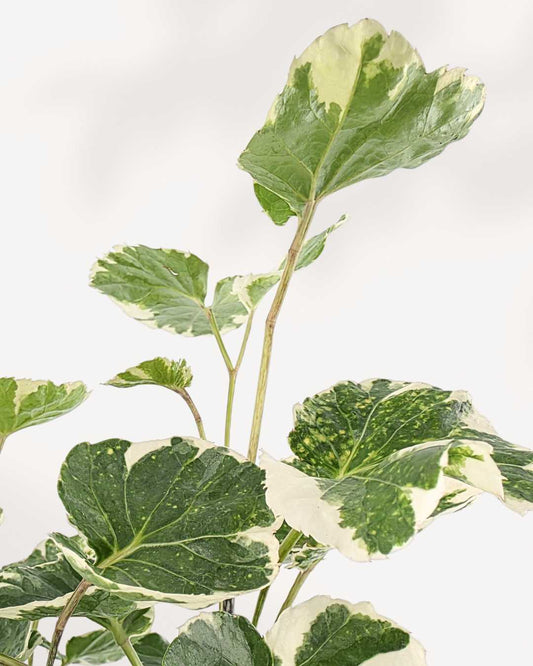Aralia Balfour Stump | Buy Online