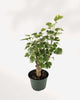 Aralia Balfour Stump | Buy Online