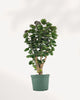 Aralia Fabian Stump with glossy green leaves on woody trunk  easy care indoor plant.