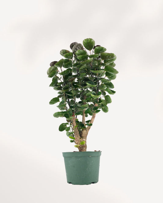 Aralia Fabian Stump with glossy green leaves on woody trunk  easy care indoor plant.