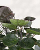 Aralia Fabian Stump with glossy green leaves on woody trunk  easy care indoor plant.