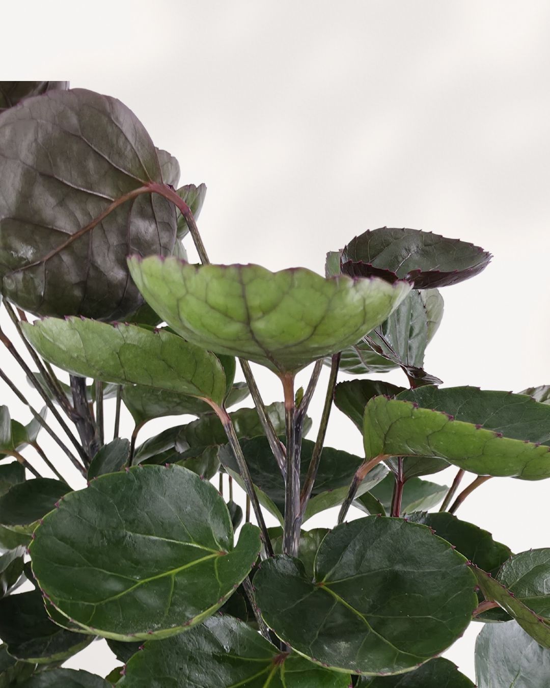 Aralia Fabian Stump with glossy green leaves on woody trunk  easy care indoor plant.
