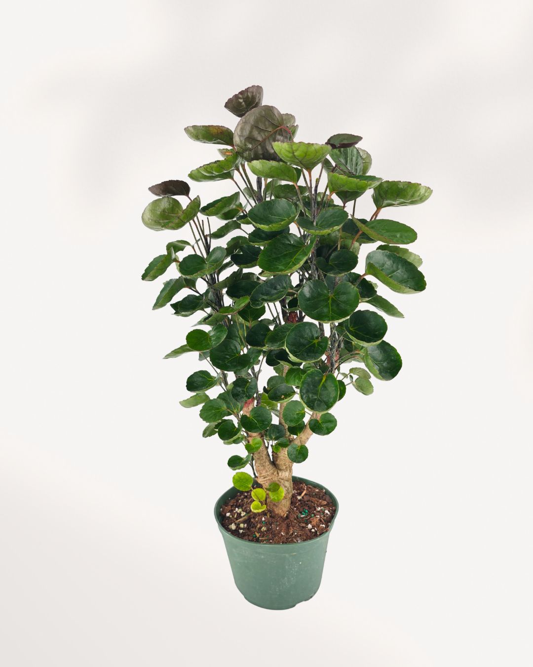 Aralia Fabian Stump with glossy green leaves on woody trunk  easy care indoor plant.