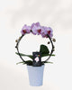 Artistica Orchid – in Ceramic Pot Lilac - Infinity Circle Lilac White