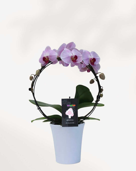 Artistica Orchid – in Ceramic Pot Lilac - Infinity Circle Lilac White