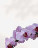 Artistica Orchid – in Ceramic Pot