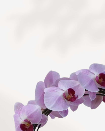 Artistica Orchid – in Ceramic Pot