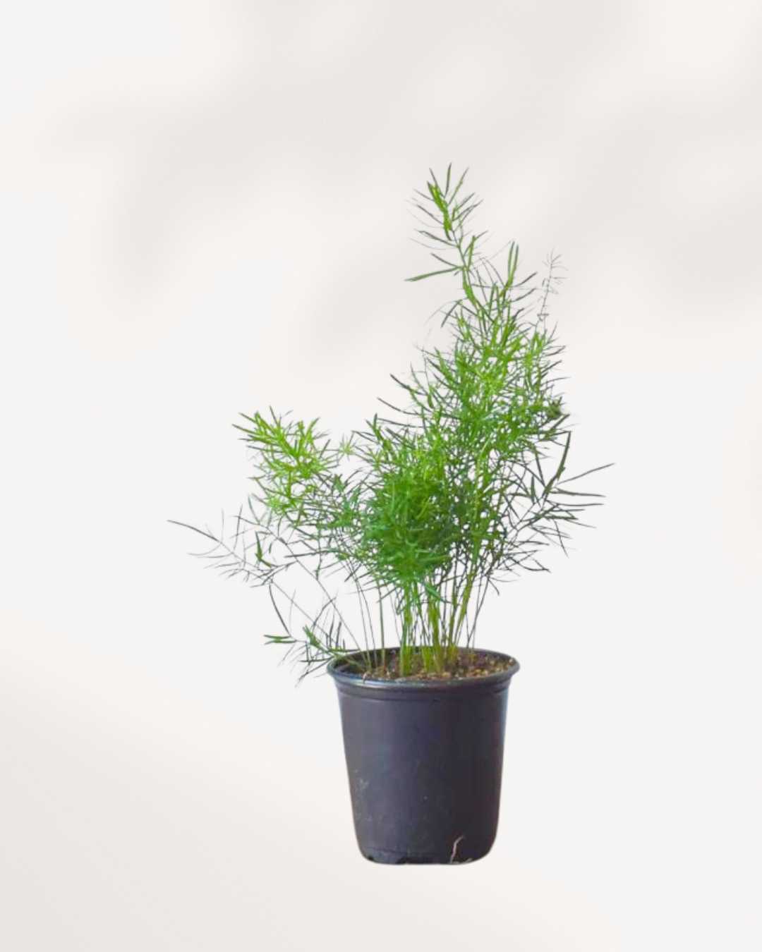 Asparagus Fern Densiflorus 3.5” Pot - Small