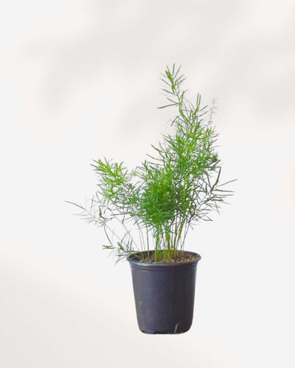 Asparagus Fern Densiflorus 3.5” Pot - Small