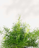 Close-up of Asparagus Fern Densiflorus's needle-like leaves