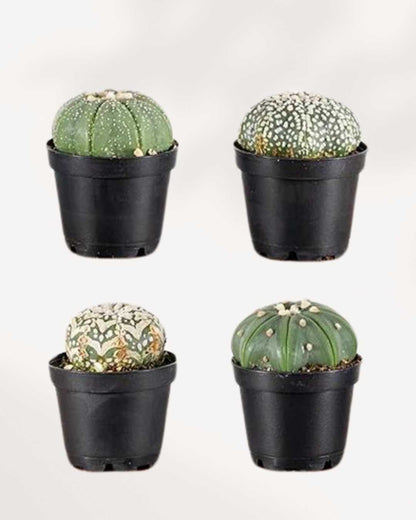 Astrophytum Asterias