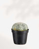 Astrophytum Asterias 2.5" Pot - Assorted Colour