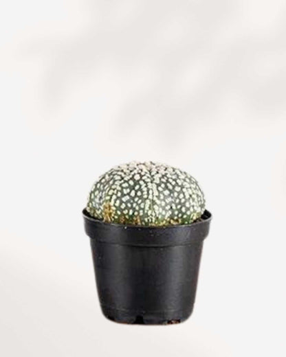 Astrophytum Asterias 2.5" Pot - Assorted Colour