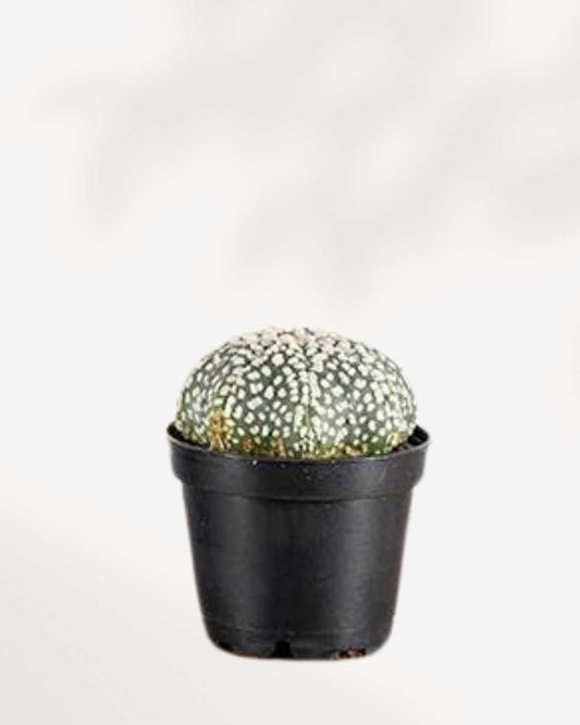 Astrophytum Asterias 2.5" Pot - Assorted Colour