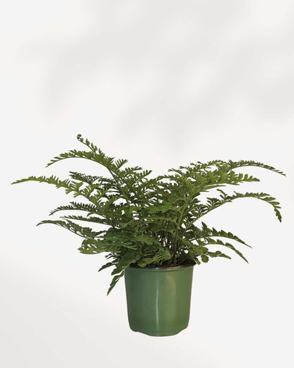 Austral Gem Fern - Asplenium 4" Pot - Small