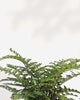 Close-up of Austral Gem Fern's glossy fronds