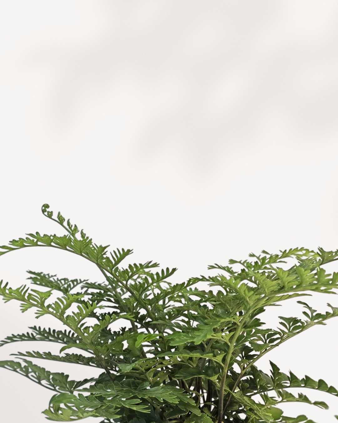 Close-up of Austral Gem Fern's glossy fronds