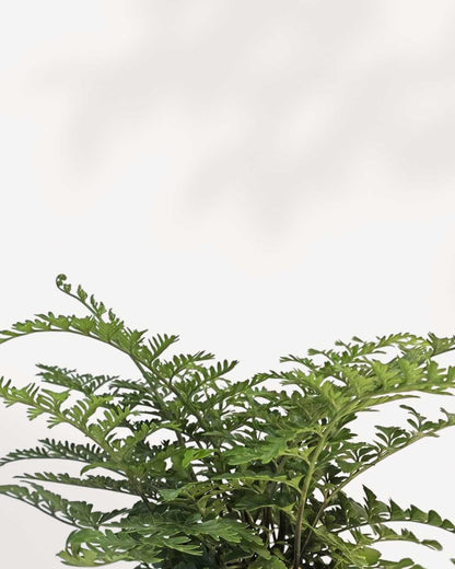 Close-up of Austral Gem Fern's glossy fronds