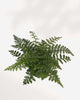 Austral Gem Fern plant in a pot