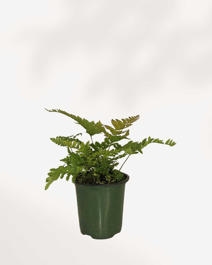Autumn Fern 3.5" Pot - Small