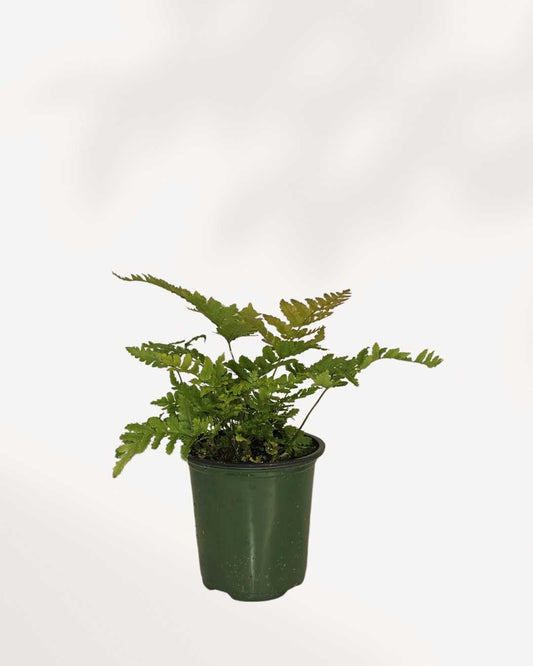 Autumn Fern 3.5" Pot - Small