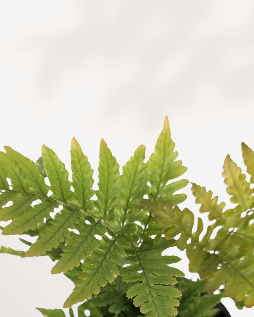 Close-up of Autumn Fern's copper-toned new growth