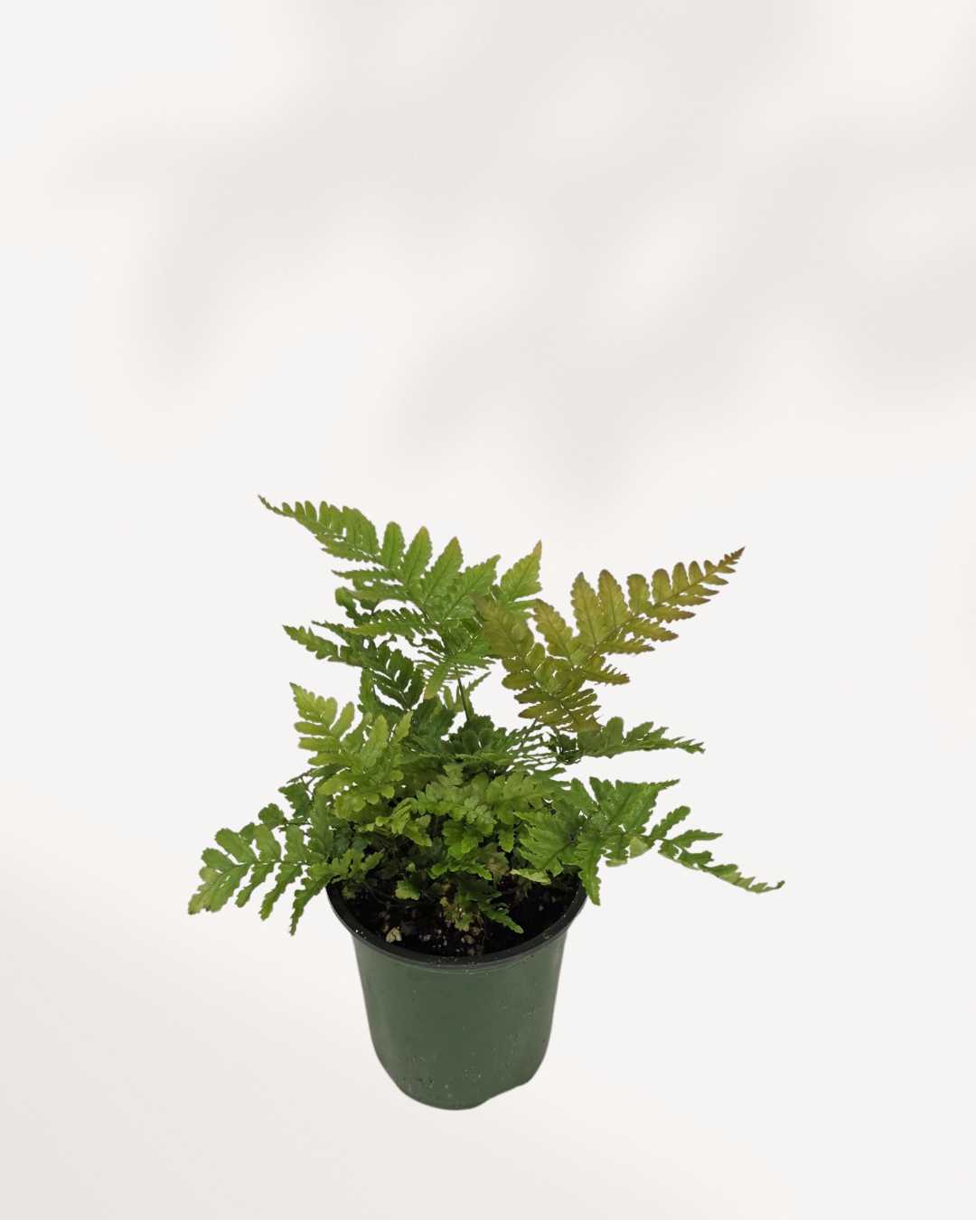 Autumn Fern plant in a pot