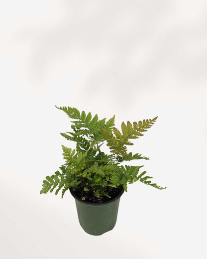 Autumn Fern plant in a pot
