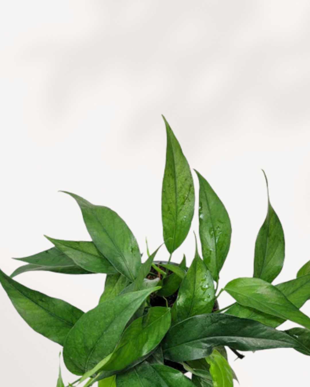 Baltic Blue Pothos