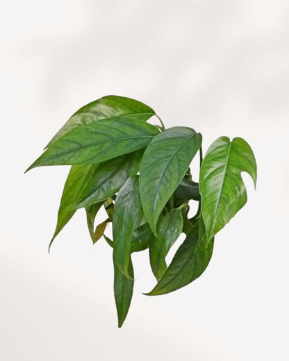 Baltic Blue Pothos