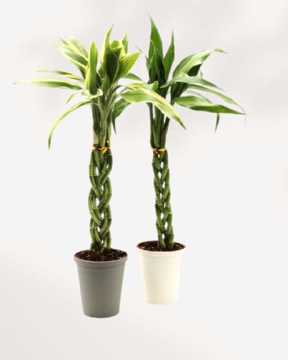 Lucky Bamboo