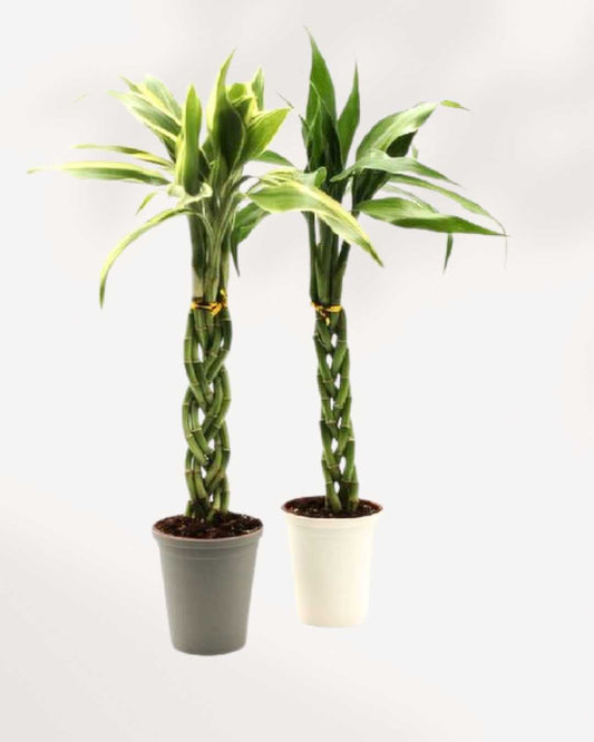 Lucky Bamboo