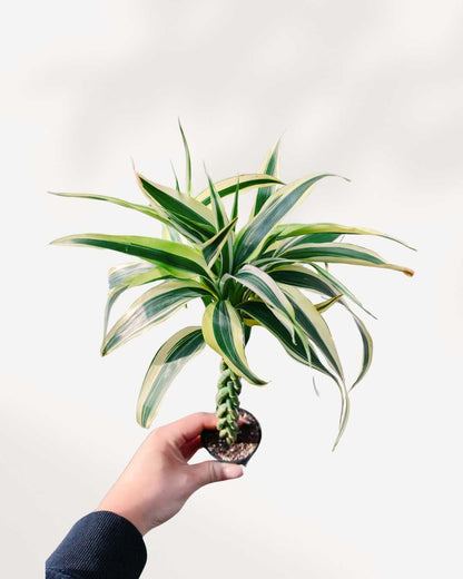 Lucky Bamboo