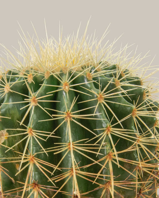 Barrel Cactus 2.5" Pot - XSmall
