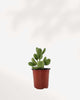 Bear's Paw Succulent | Buy Online