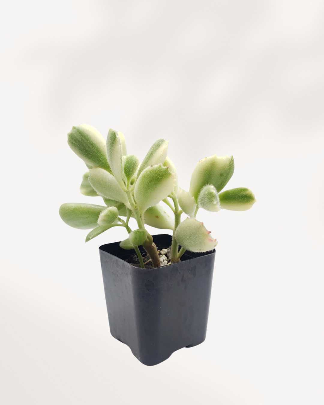 Variegated Bear's Paw Succulent, a compact plant with soft, thick, green and cream variegated foliage.