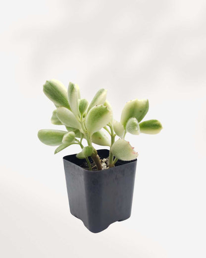 Variegated Bear's Paw Succulent, a compact plant with soft, thick, green and cream variegated foliage.
