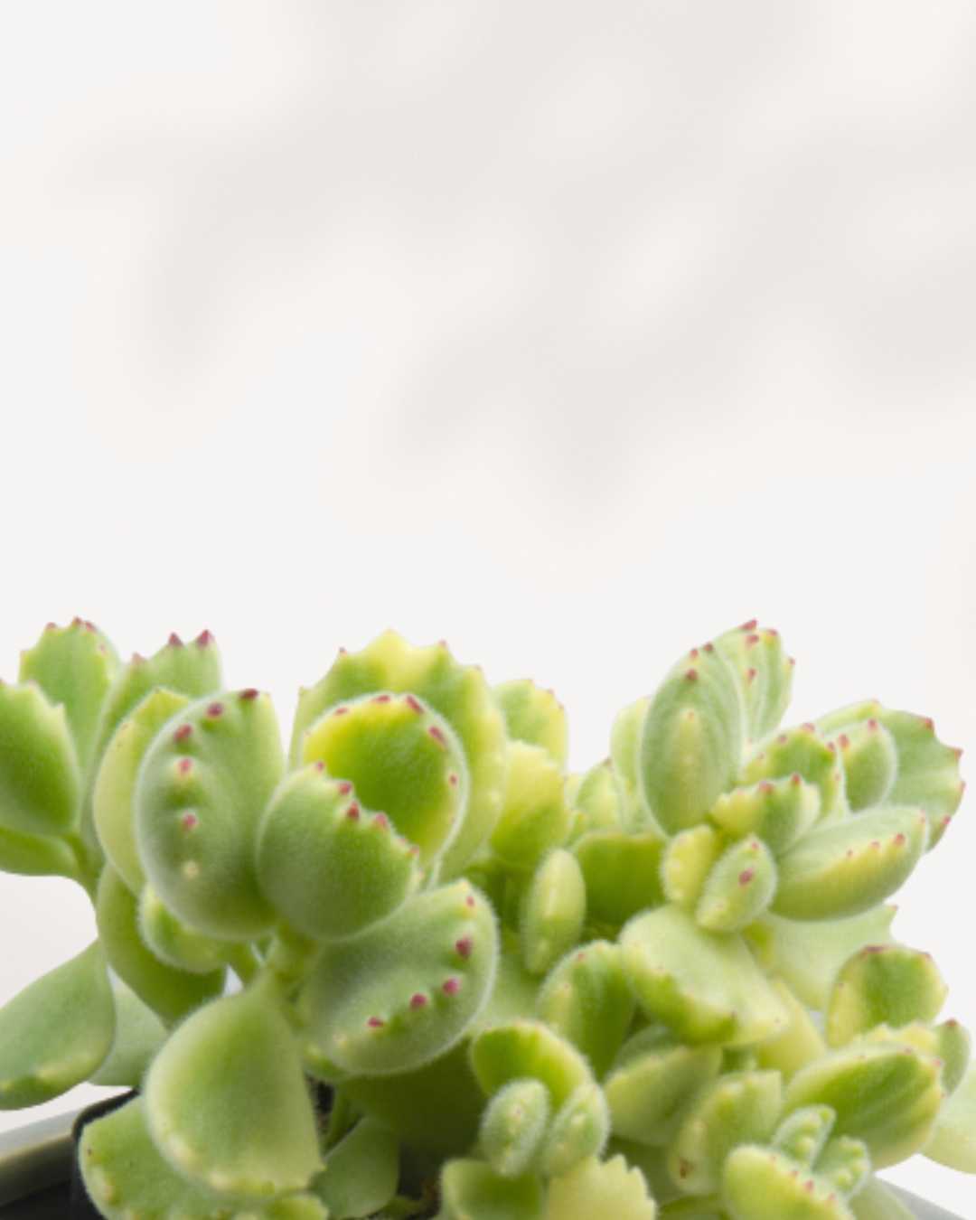 Variegated Bear's Paw Succulent, a compact plant with soft, thick, green and cream variegated foliage.