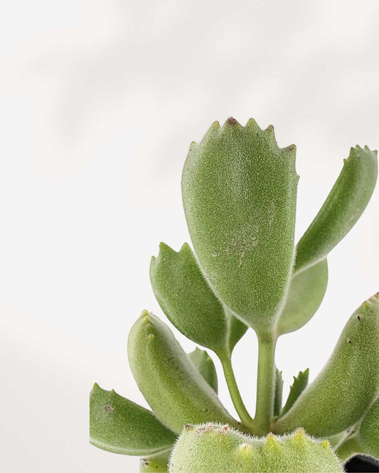 Bear's Paw Succulent | Buy Online