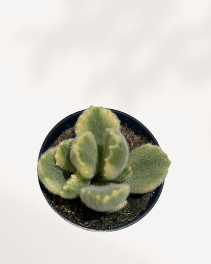Close-up of a Variegated Bear's Paw Succulent (Cotyledon tomentosa 'Variegata') in a terracotta pot, showing its thick, fuzzy leaves with stripes of cream, pale yellow, and green. The scalloped, 'claw-like' tips of the leaves are lightly blushed with pink or red