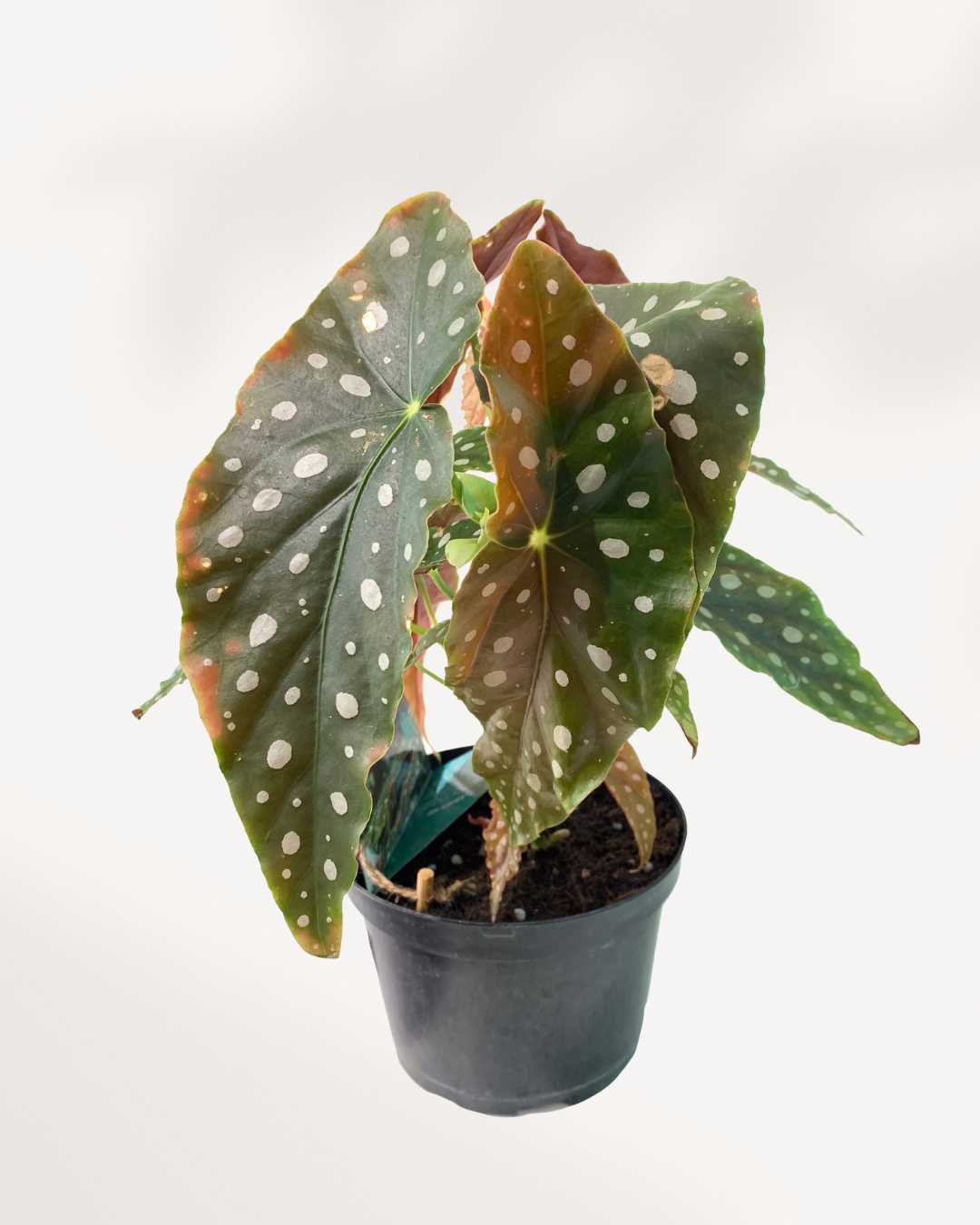 Begonia Maculata 6" Pot - Medium