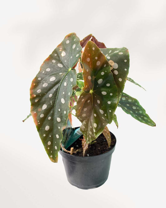 Begonia Maculata 6" Pot - Medium
