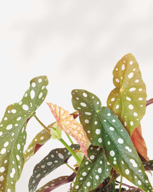 Begonia Maculata 6" Pot - Medium
