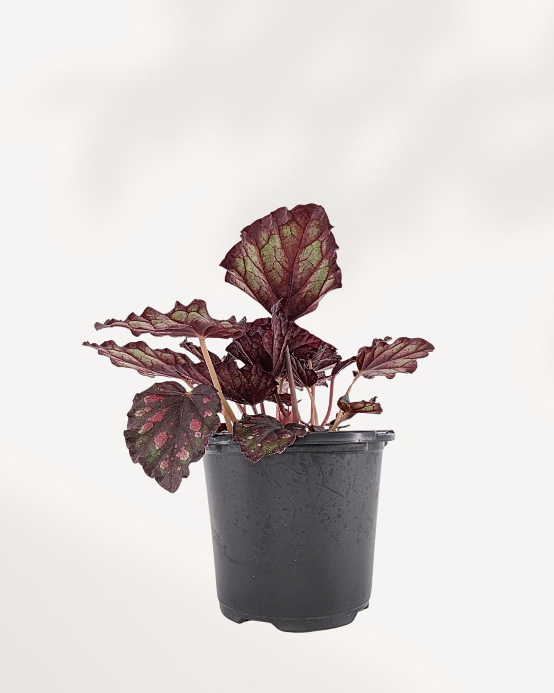 Begonia Rex 'Harmony Stained Glass' in 4 inch pot, vibrant foliage, perfect for indoor plant lovers