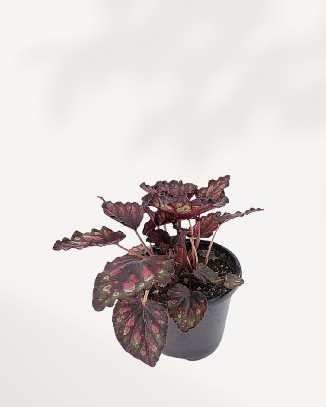 Begonia Rex 'Harmony Stained Glass' in small 4 inch pot, angled side view highlighting leaf shape