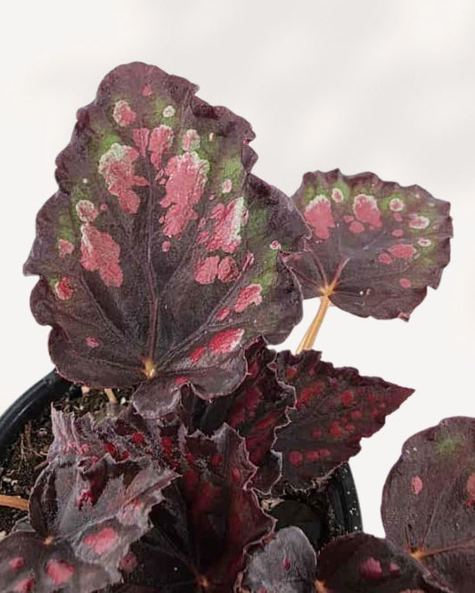 Begonia Rex 'Harmony Stained Glass' in small 4 inch pot, angled side view highlighting leaf shape